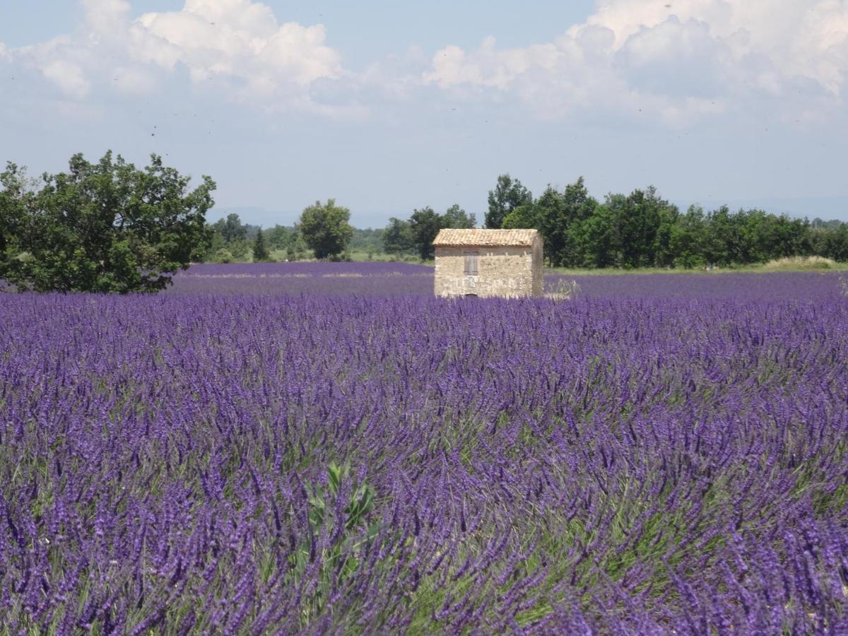 L Olivadou B&B Trans-en-Provence Dış mekan fotoğraf