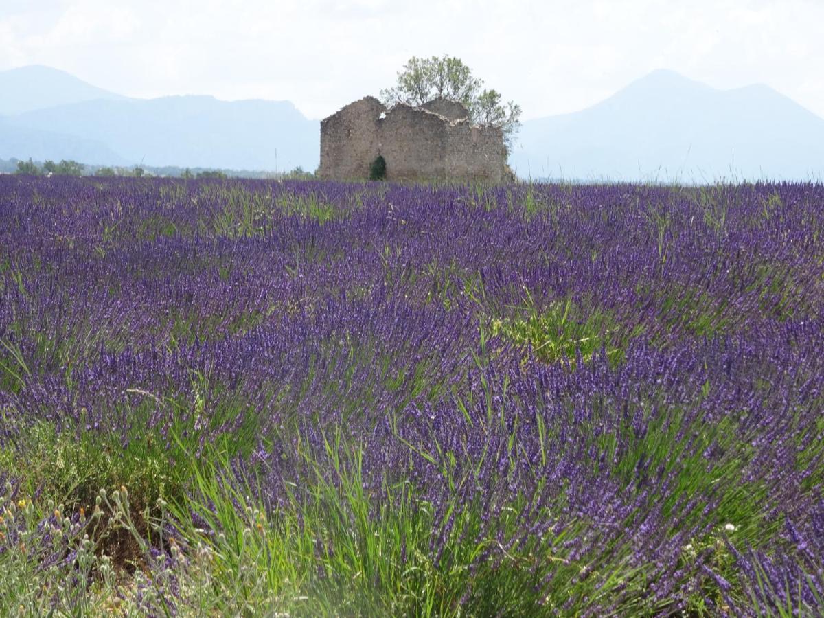 L Olivadou B&B Trans-en-Provence Dış mekan fotoğraf