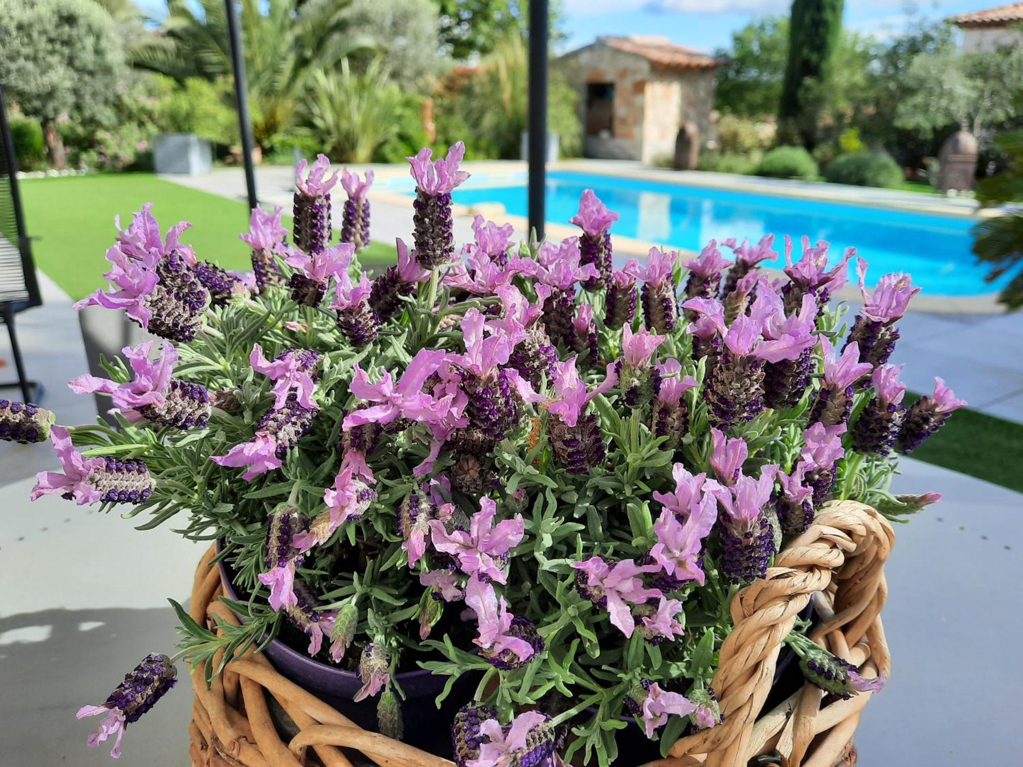 L Olivadou B&B Trans-en-Provence Dış mekan fotoğraf